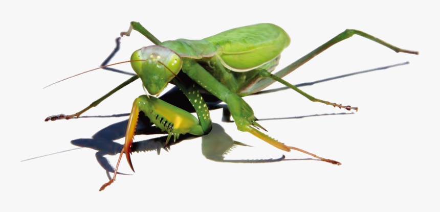 Background Mantis Transparent - Illustrator, HD Png Download