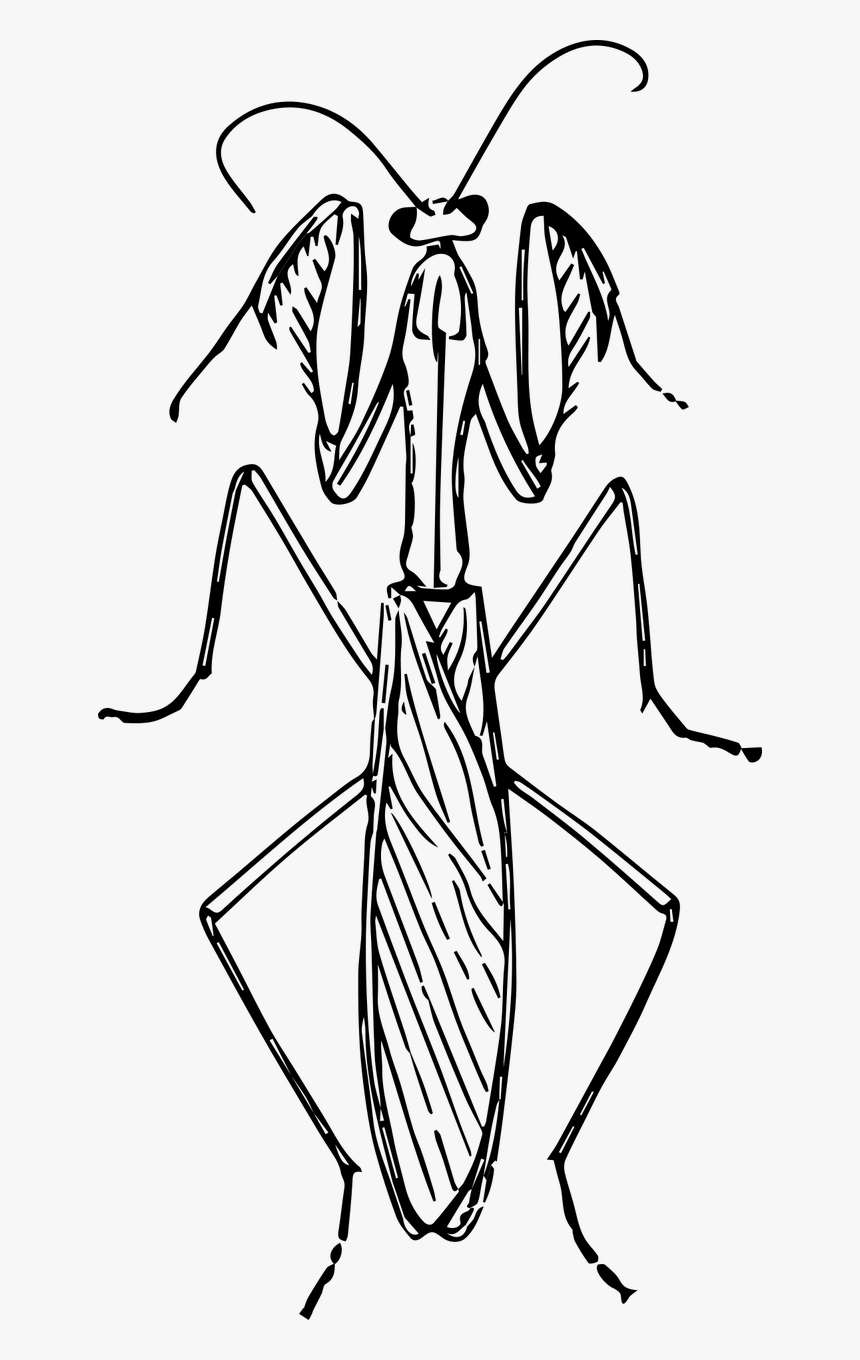 Black And White Praying Mantis, HD Png Download