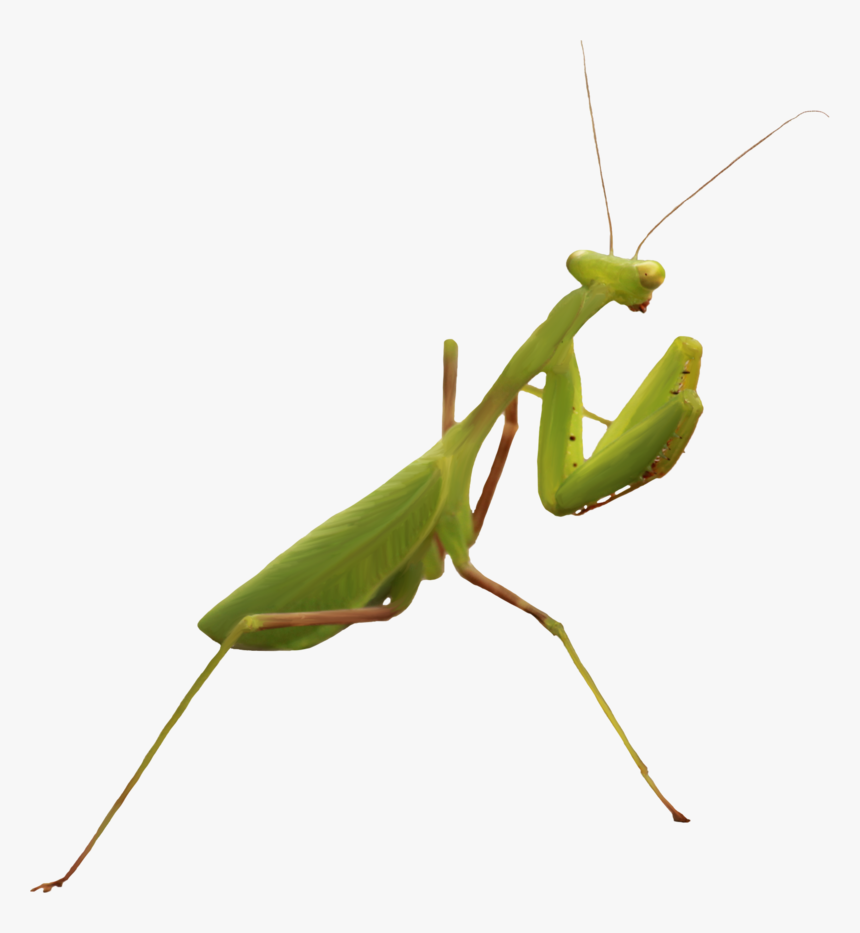 Background Mantis Transparent - Mantidae, HD Png Download