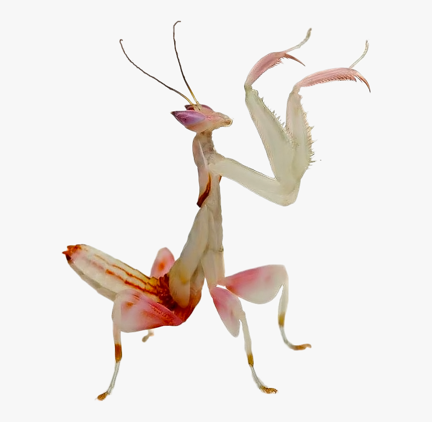Clip Art Orchid Love Animal Pinterest - Adult Kung Fu Mantis, HD Png Download