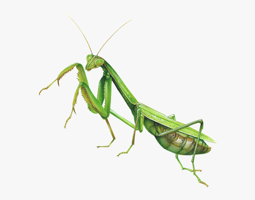 Mantis Clipart Insect Bug - Praying Mantis Transparent Background, HD