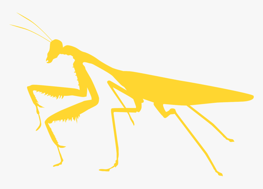 Mantis, HD Png Download