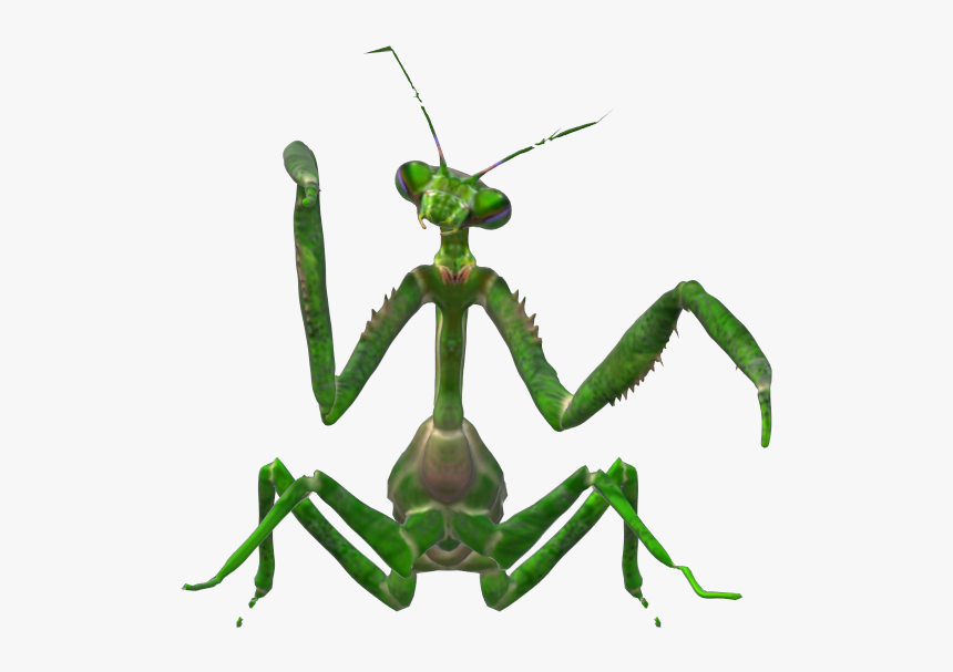 Mantidae, HD Png Download