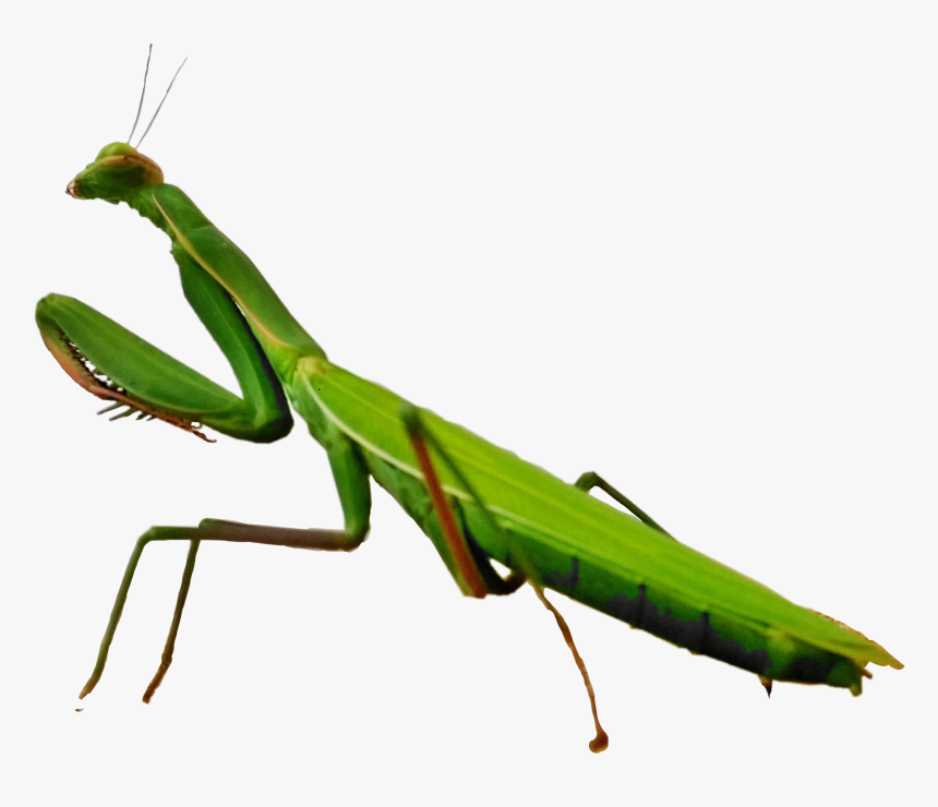 #scinsects #insects #mantis #mantisreligiosa #freetoedit - Mantidae, HD Png Download