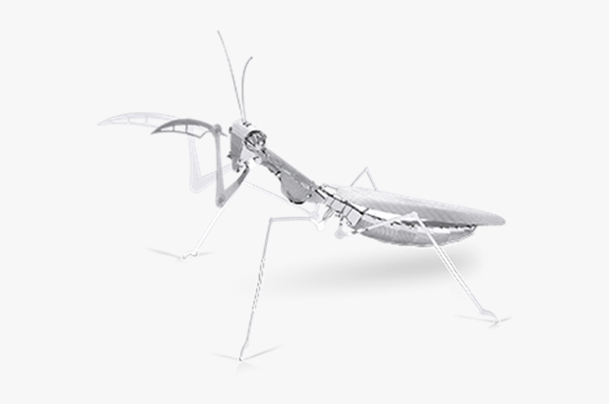 Metal Earth Insects, HD Png Download , Transparent Png Image - PNGitem