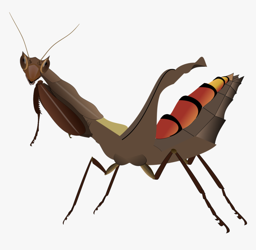 Acanthops Falcata, HD Png Download