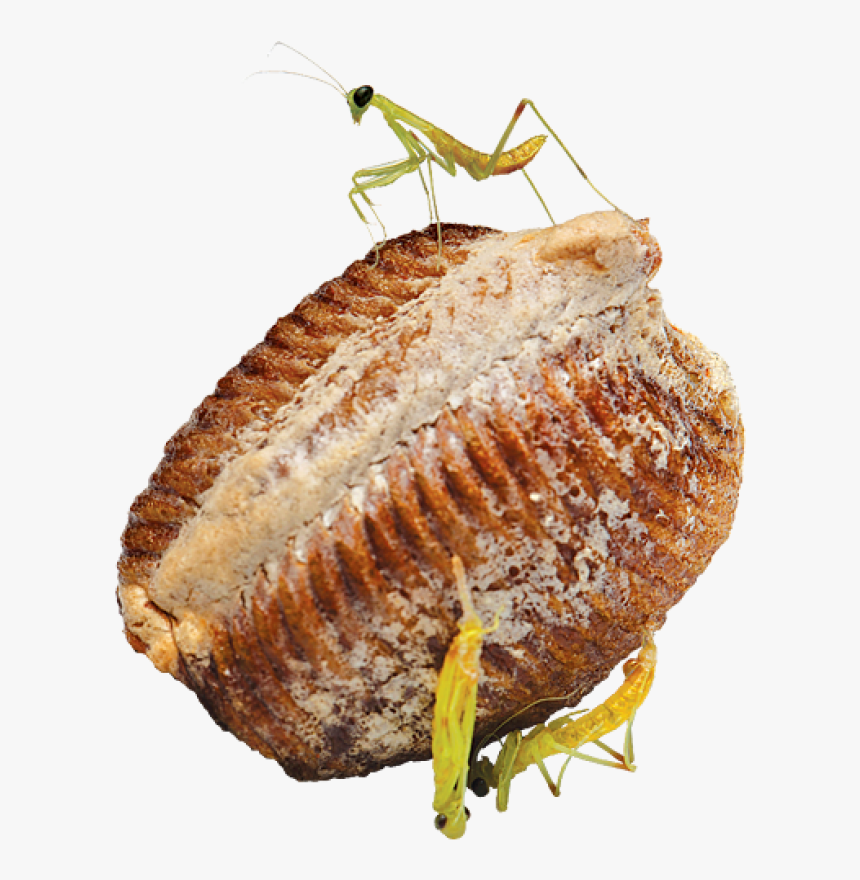 Praying Mantis Eggs, HD Png Download