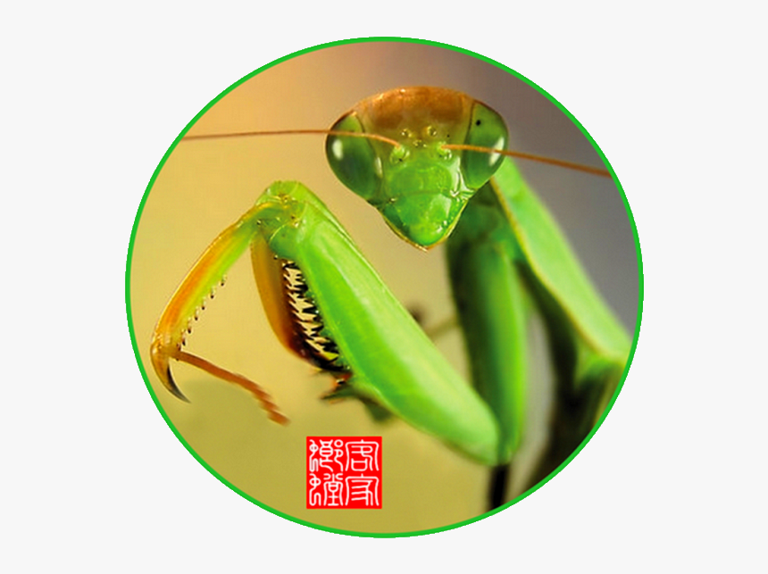 Mantidae, HD Png Download