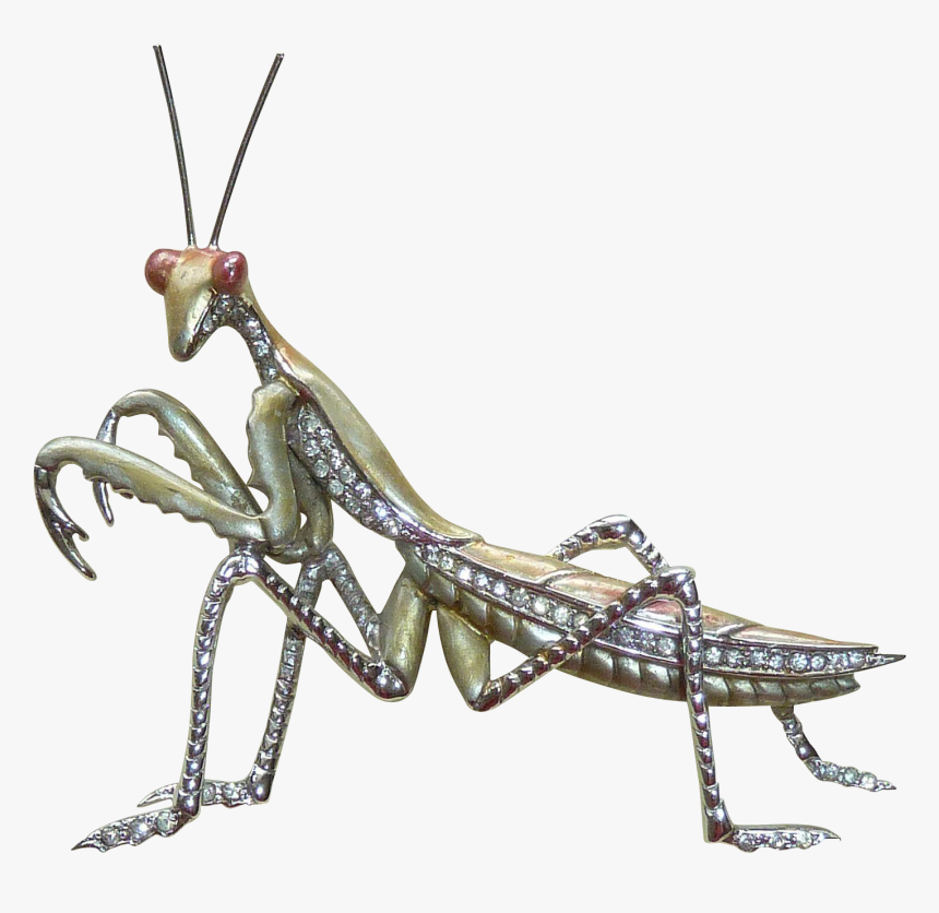 Mantidae, HD Png Download