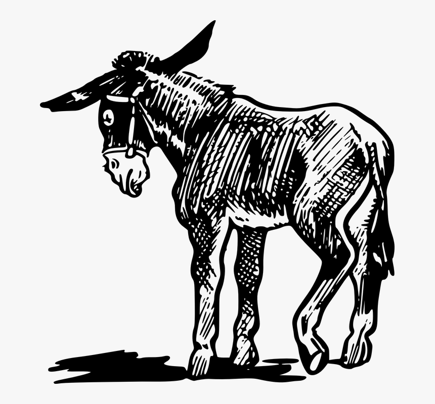 Donkey Benjamin Animal Farm, HD Png Download
