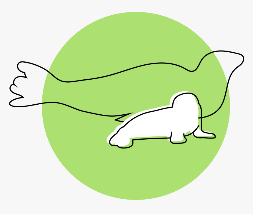 Hawaiian Monk Seal Habitats Are Disappearing, Leaving, HD Png Download