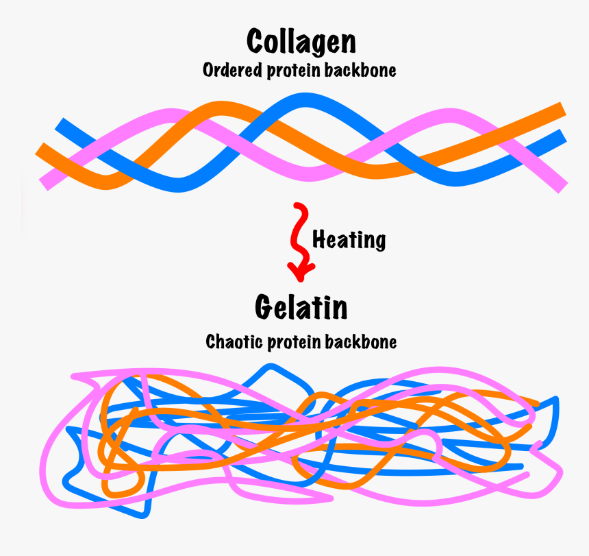Gelatin To Collagen Heat, HD Png Download