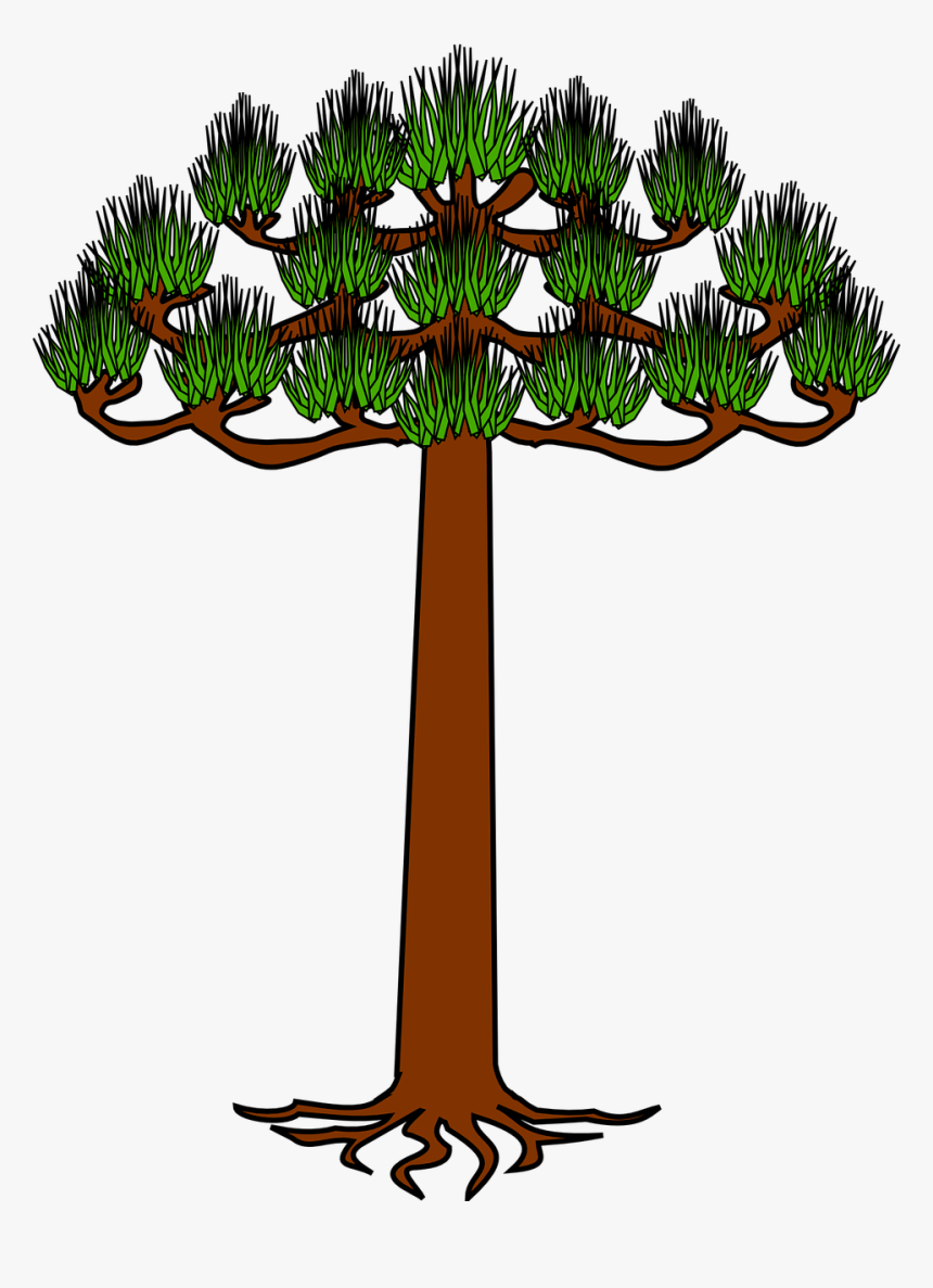 Araucaria Png, Transparent Png