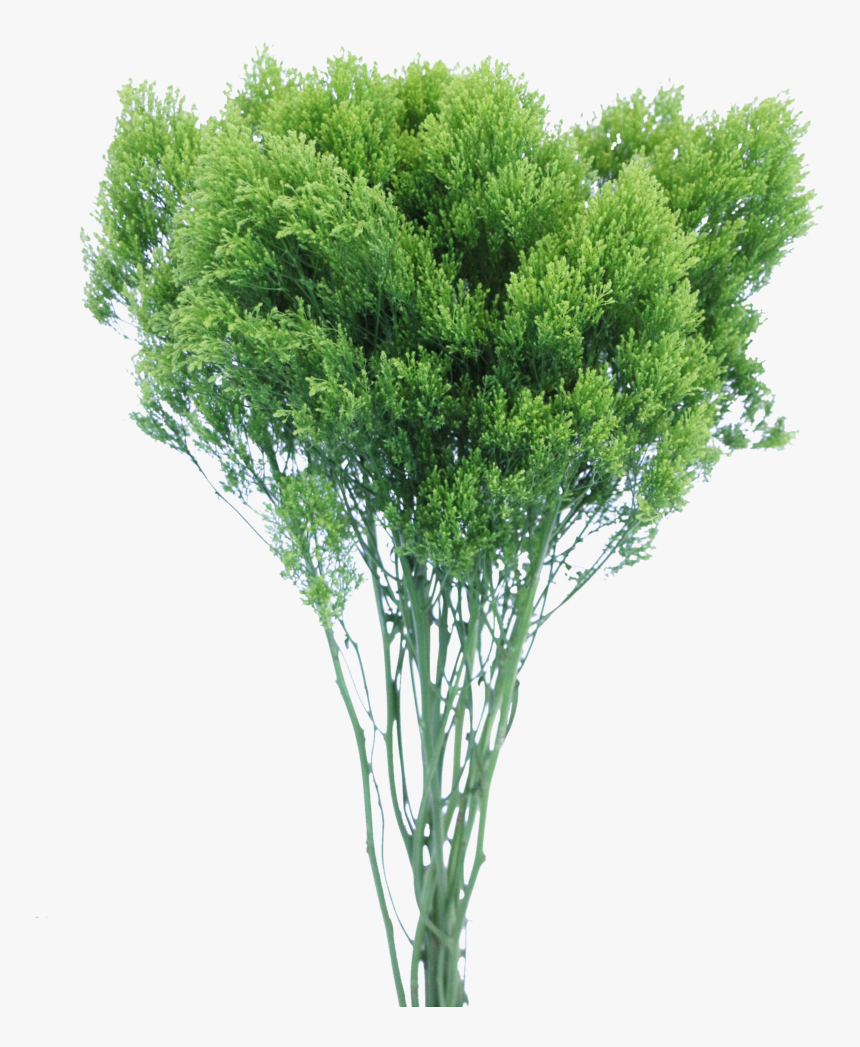 Grass, HD Png Download