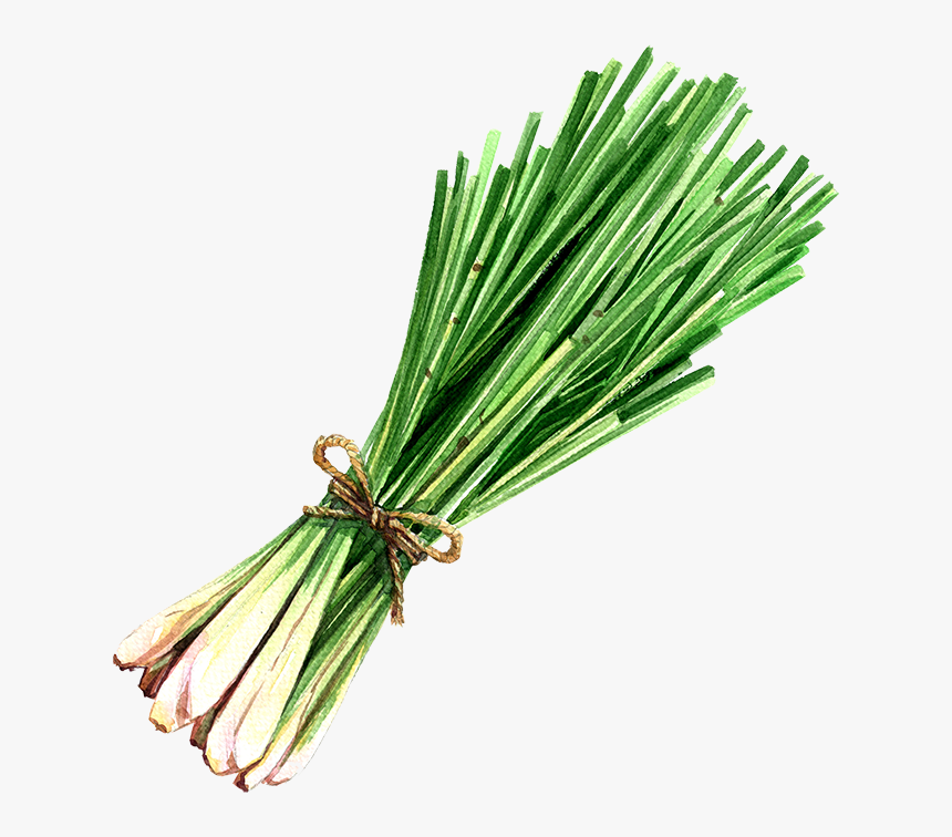 Lemongrass Lemongrass Oil - Lemon Grass Watercolor, HD Png Download