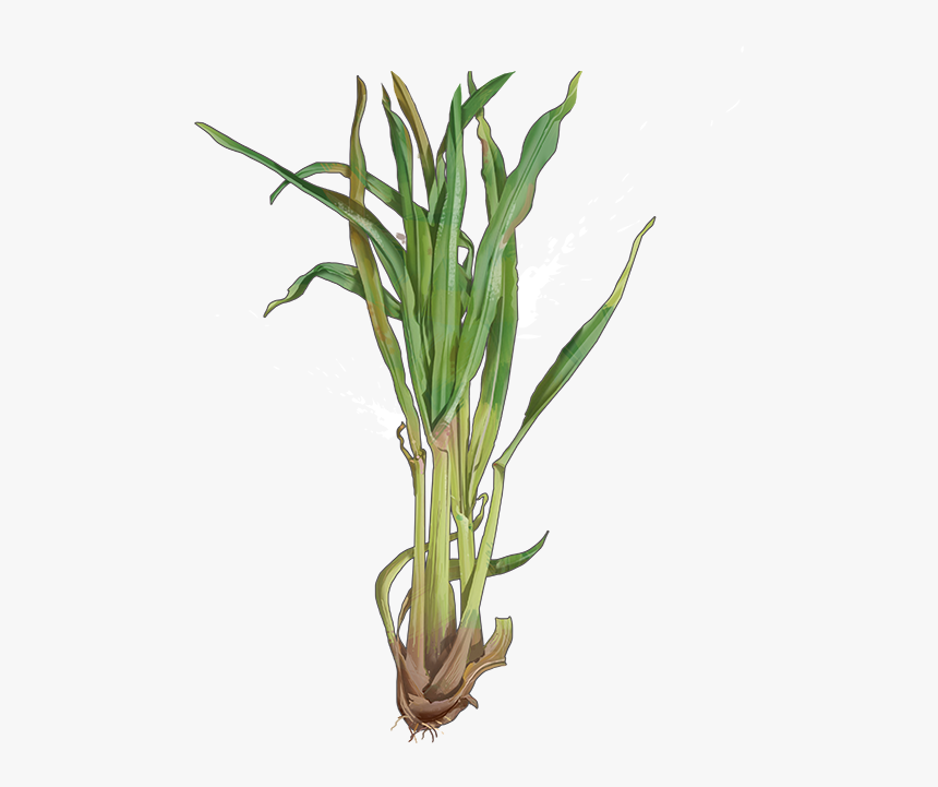 Lemongrass , Png Download - Lemongrass Transparent, Png Download