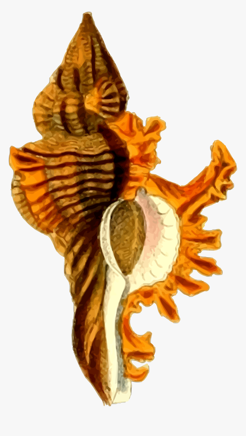Sea Shell 29 Clip Arts - Png Image Sea Shells Hd, Transparent Png