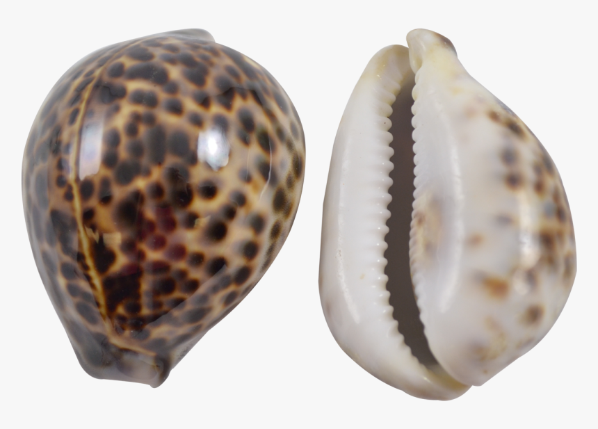 Tiger Cowrie 3-4 - Tiger Cowrie Shell Meaning, HD Png Download