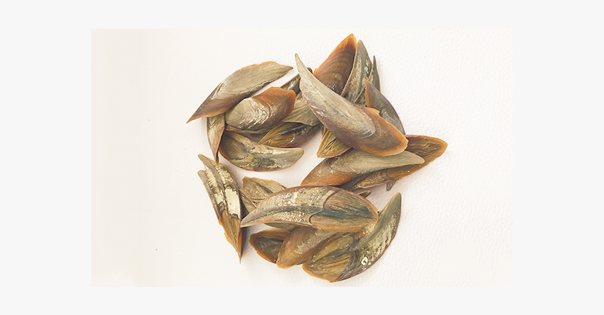 2018 Most Popular Dollar Conch Sea Shells From China - Seed, HD Png Download