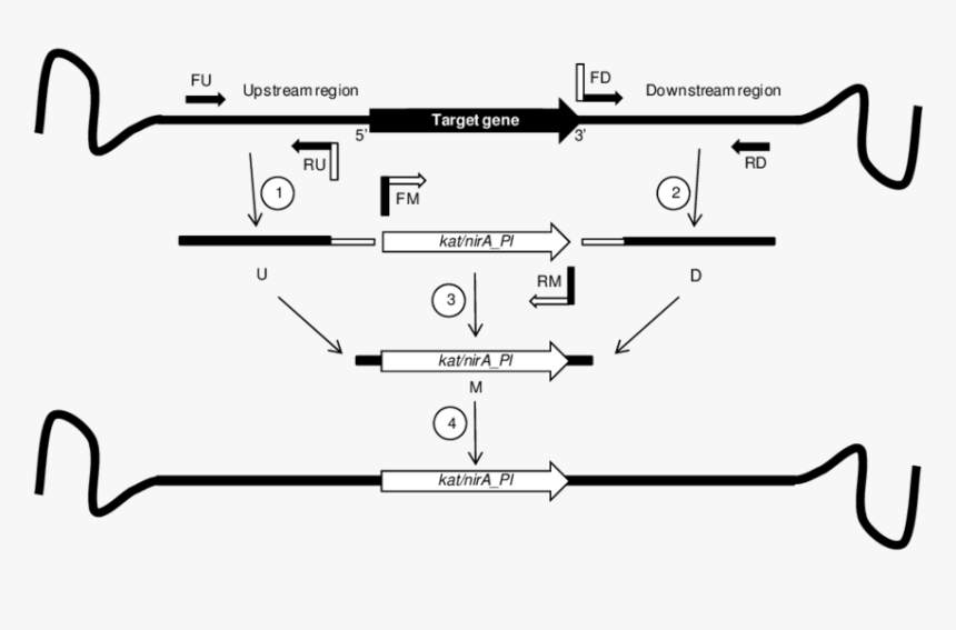 Diagram, HD Png Download