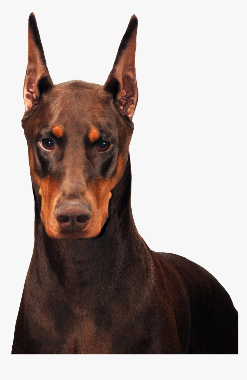 Doberman , Png Download - Transparent Doberman Png, Png Download