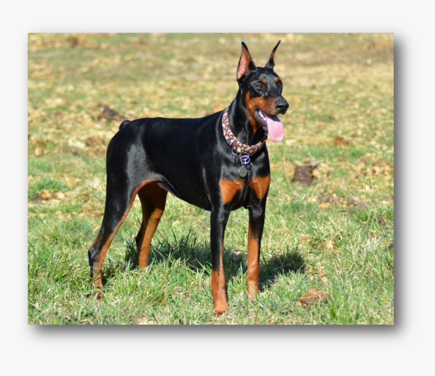 Annie - Dobermann, HD Png Download