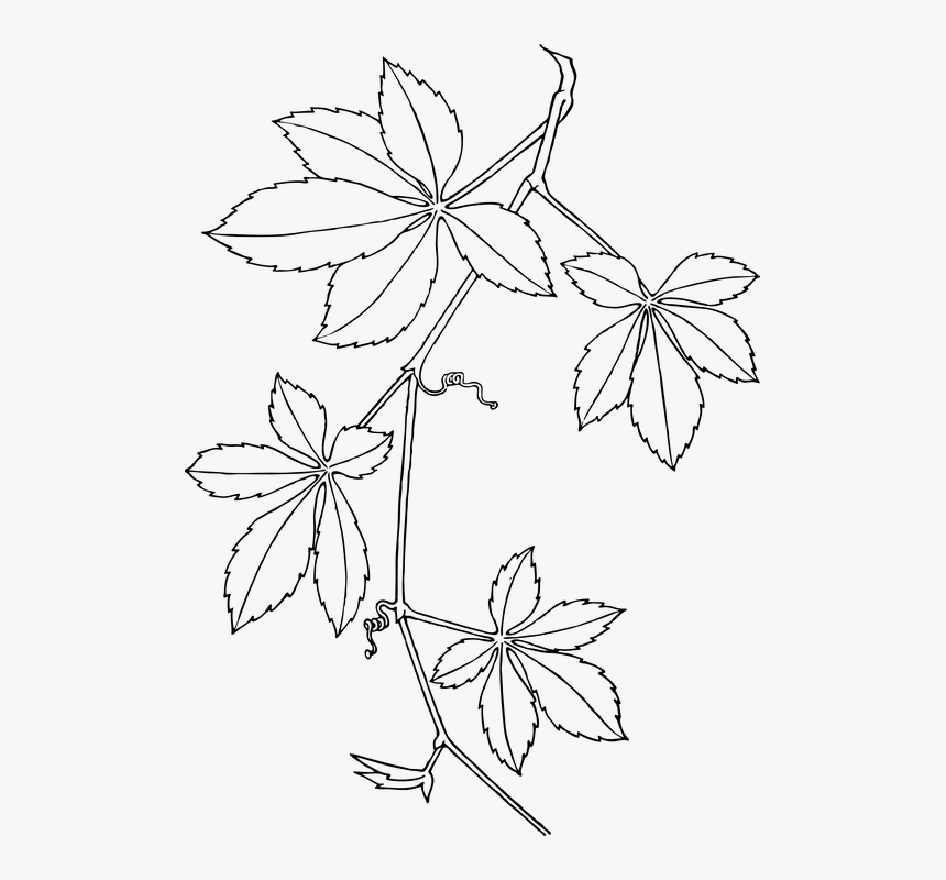 Creepers, Leaves, Vines, White, Plant, Branch, Dotted - Virginia Creeper, HD Png Download