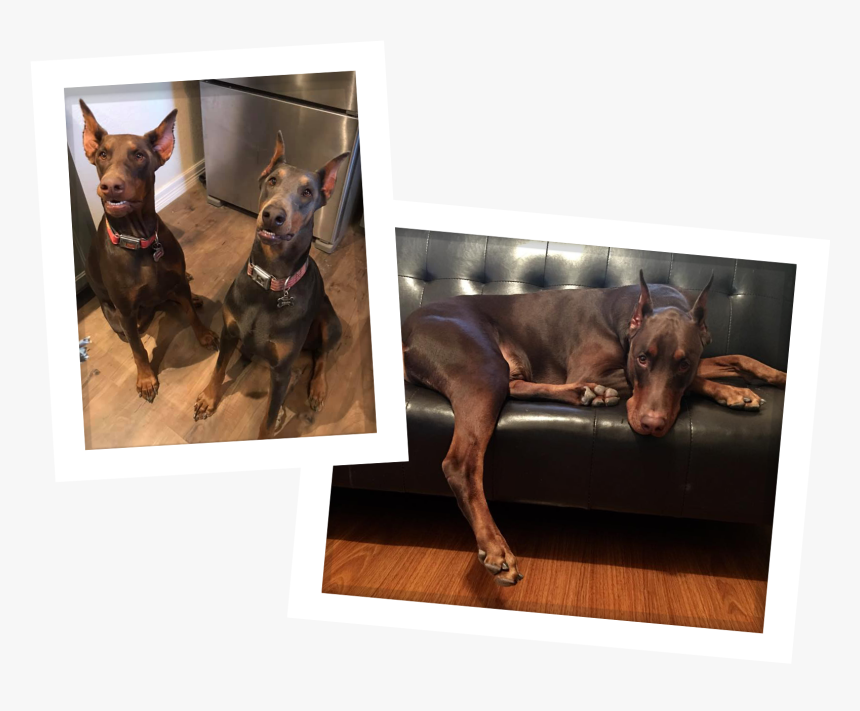 Dobermann, HD Png Download