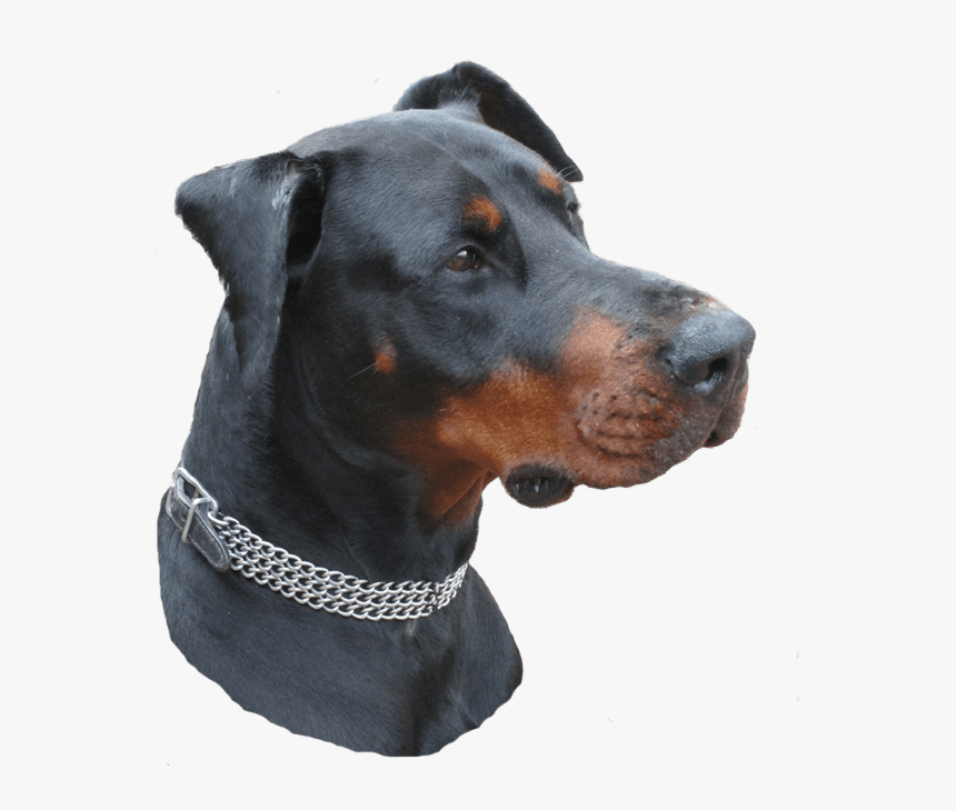 Janes Jansa Von Jahrestal, HD Png Download