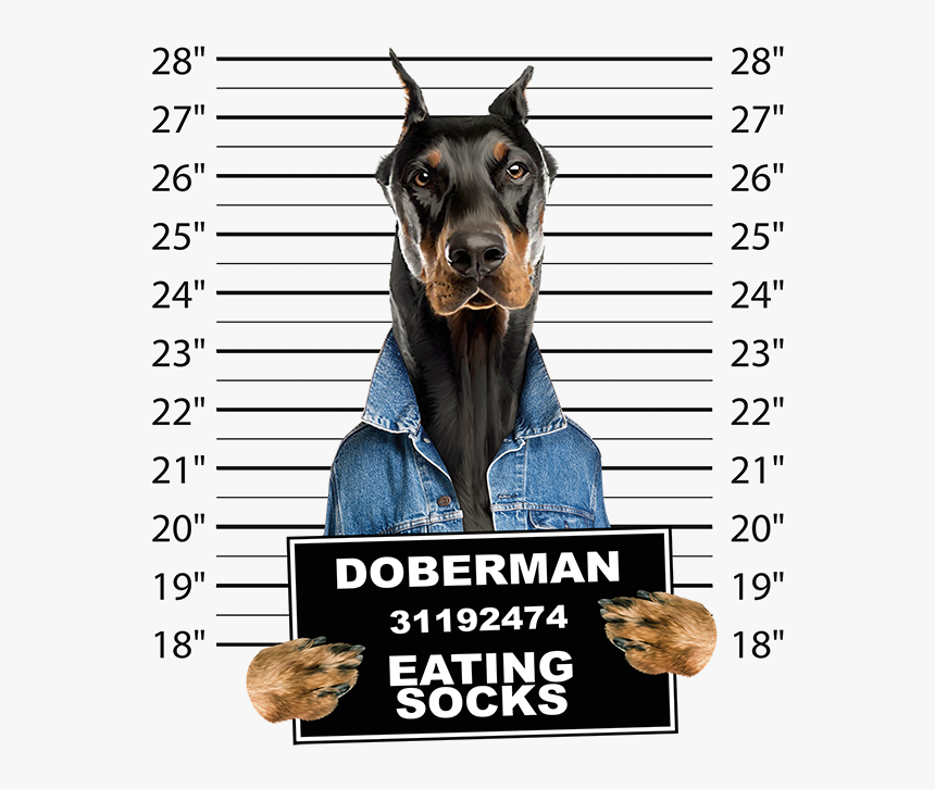 Doberman Mug Shot , Png Download - Doberman Eating Socks, Transparent Png