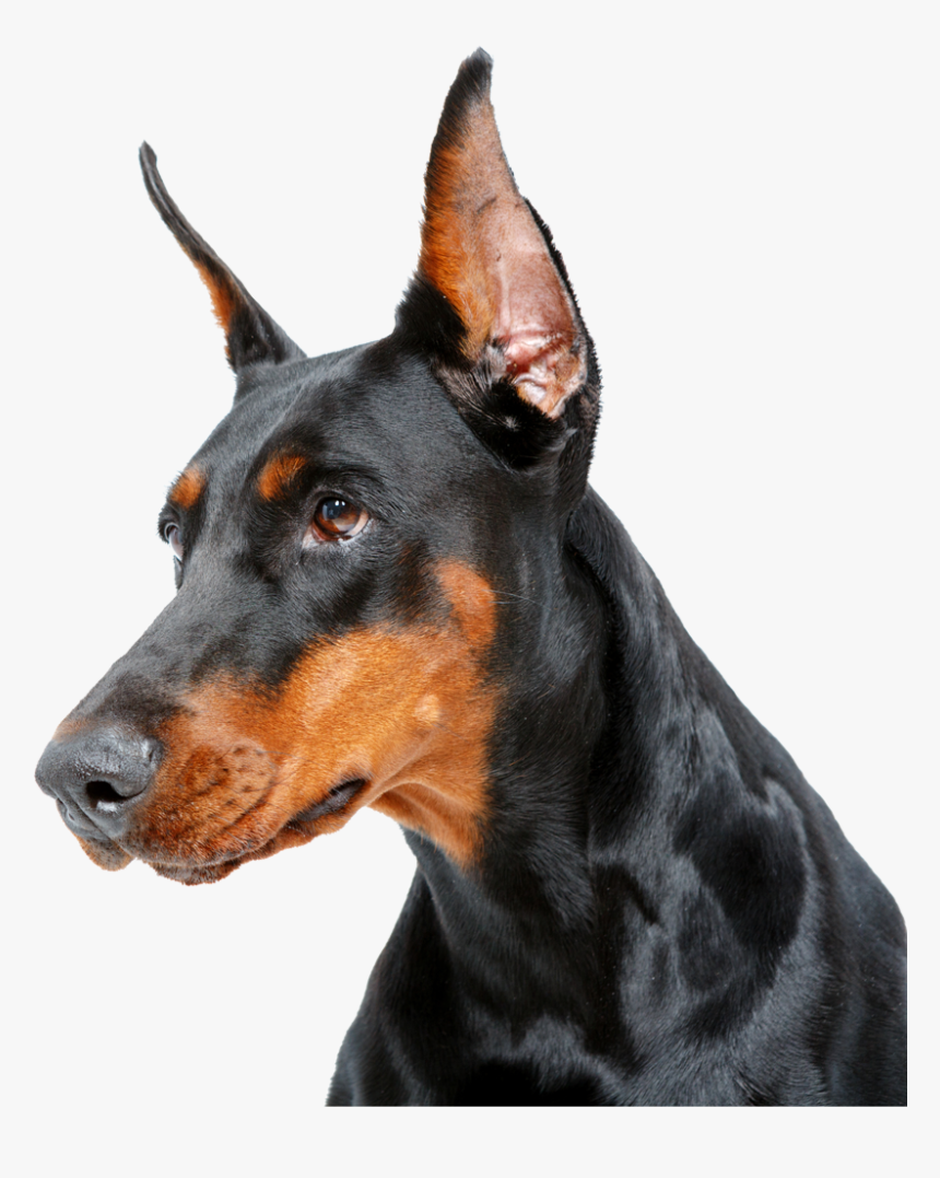Dobermann, HD Png Download