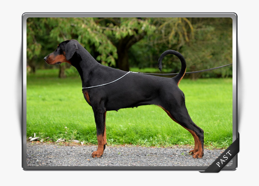 Korifey Dobermanns Our Past Female Korifey Envy - Dobermann, HD Png Download