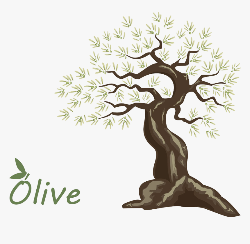 Olive Oil Tree - Tree, HD Png Download