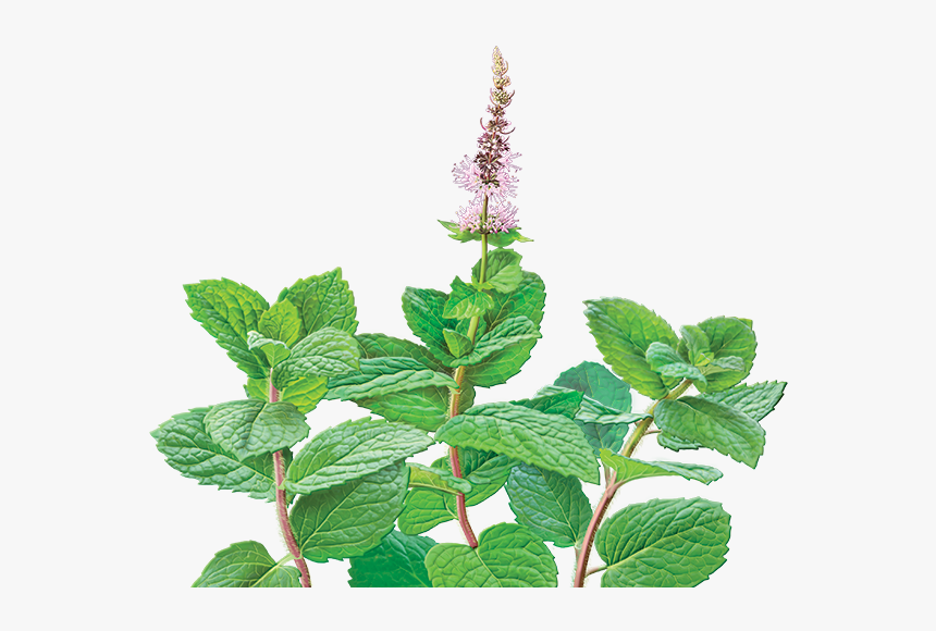 Mentha Spicata Draw, HD Png Download