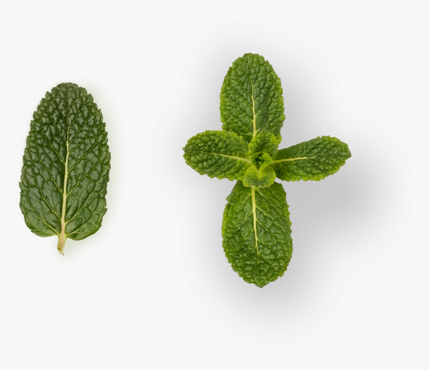 Houseplant, HD Png Download