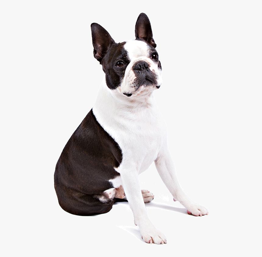 Boston Terrier Transparent Background, HD Png Download