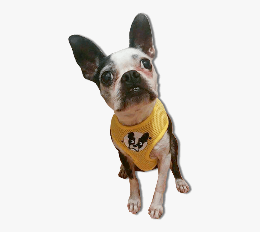French Bulldog, HD Png Download