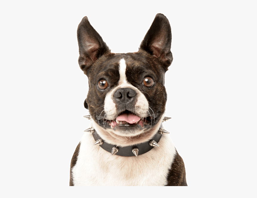 Transparent Boston Terrier Png, Png Download