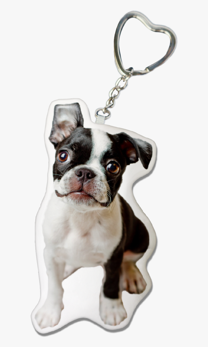 Boston Terrier Keychain, HD Png Download