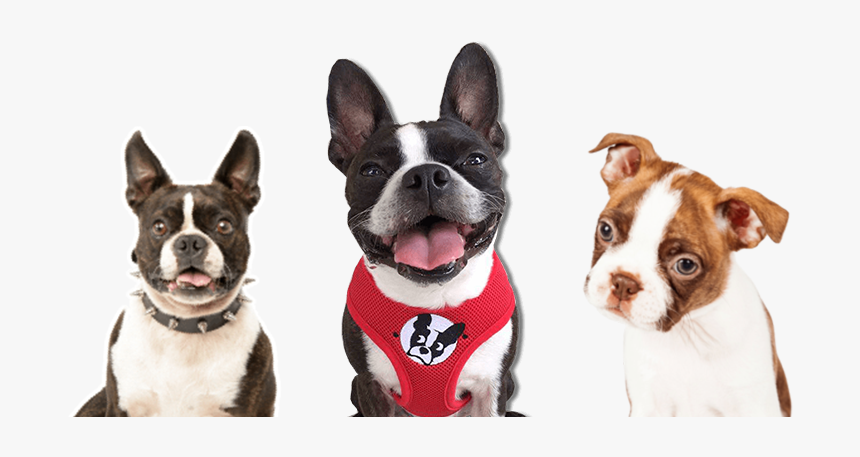 Boston Terrier, HD Png Download