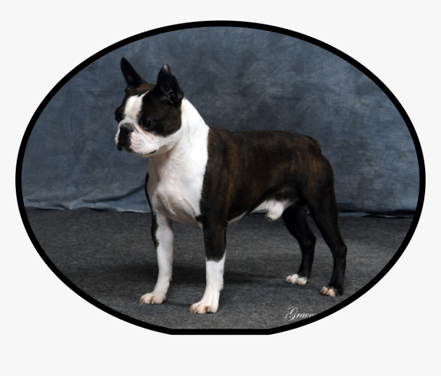 Boston Terrier, HD Png Download