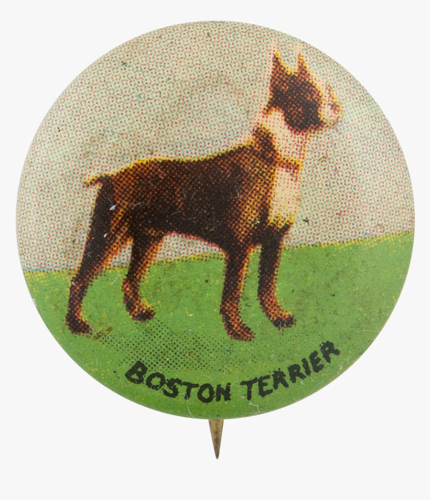 Boston Terrier Art Button Museum - Dobermann, HD Png Download