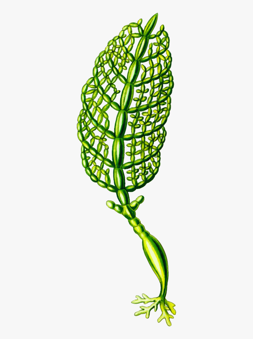 Algae, HD Png Download