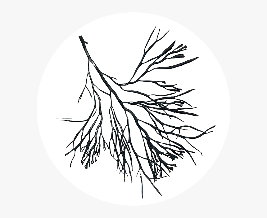 Transparent Algae Png - Algae Branch, Png Download