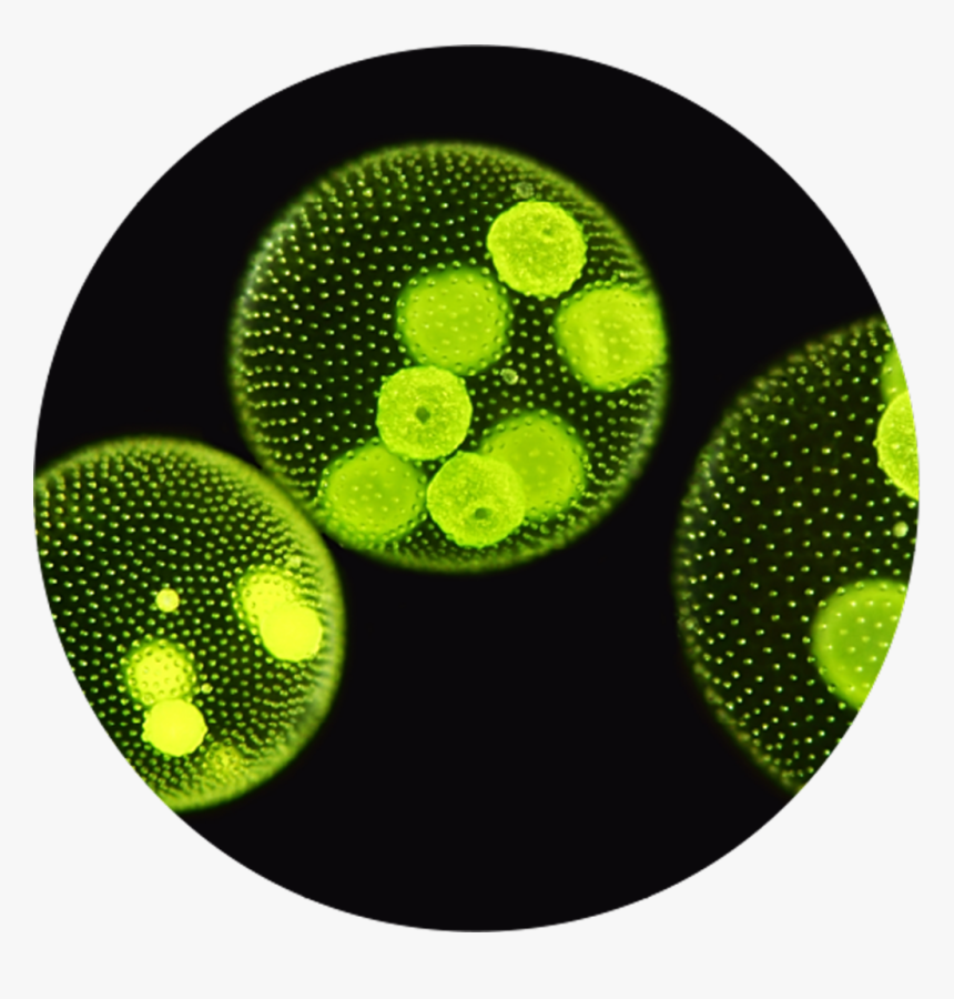Microalgae Microscope View Image - Algae Evolve Sexual Reproduction, HD Png Download