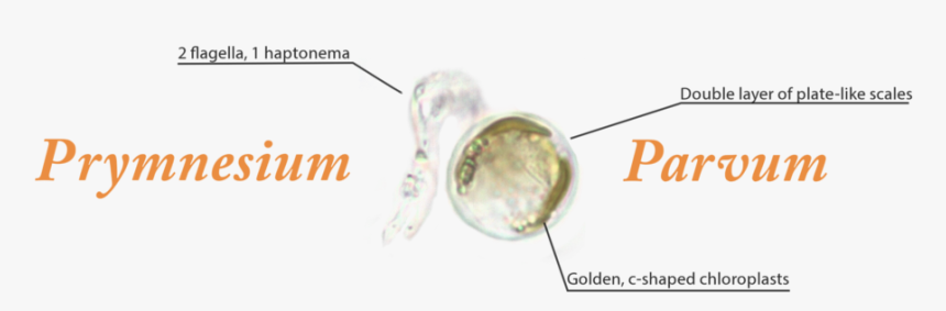 Macro Photography, HD Png Download