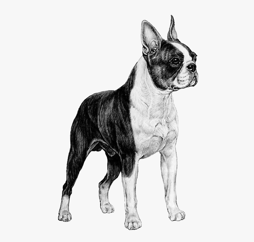 Dog Catches Something, HD Png Download