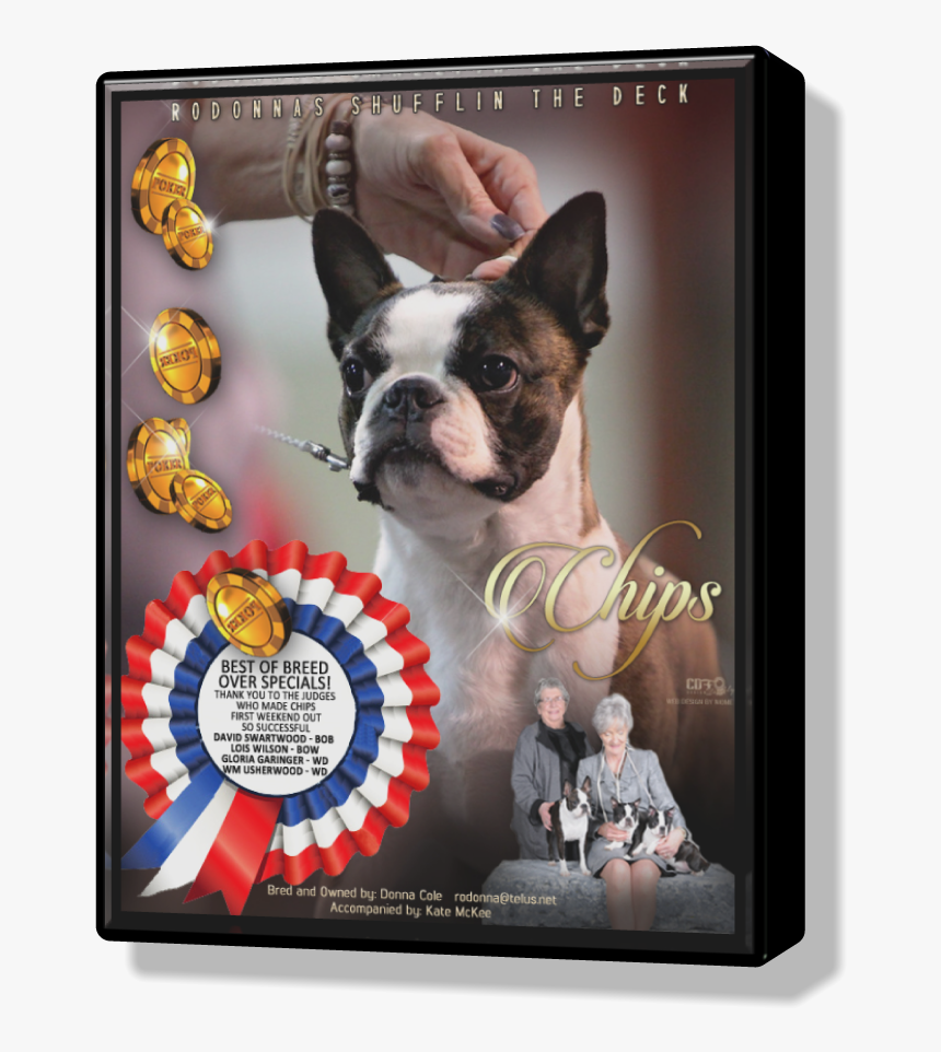Boston Terrier, HD Png Download