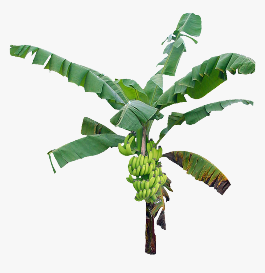 Bananatree Palmtree Tropical Jungle Nature Plant - Transparent Background Banana Tree Png, Png Download