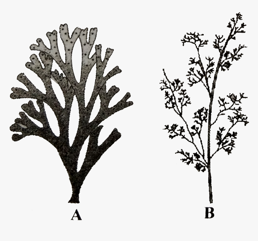Brown Algae Laminaria Fucus Dictyota, HD Png Download